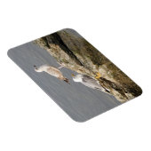 Seagulls 3"x4" Magnet (Rechte Seite)