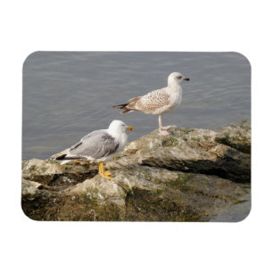 Seagulls 3"x4" Magnet
