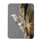Seagulls 3"x4" Magnet (Vertikal)