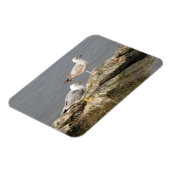Seagulls 3"x4" Magnet (Linke Seite)