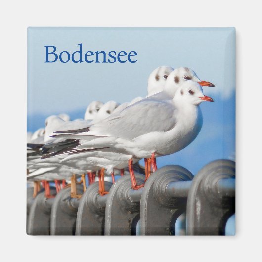 Seagulls am Bodensee Magnet (Vorne)