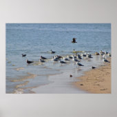 Seagulls auf Beach Poster (Vorne)