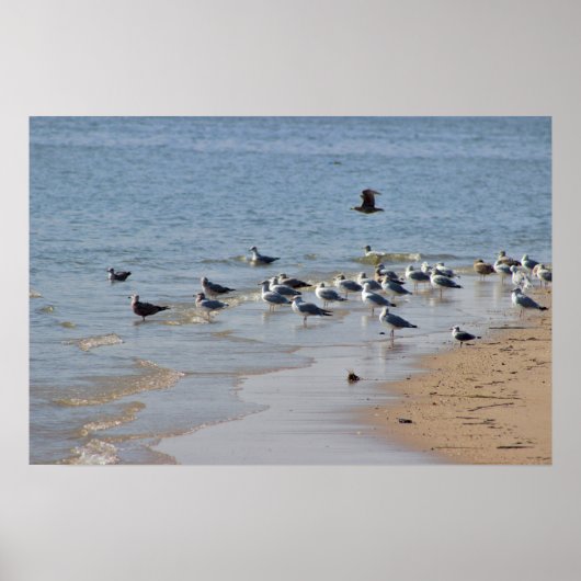 Seagulls auf Beach Poster (Vorne)