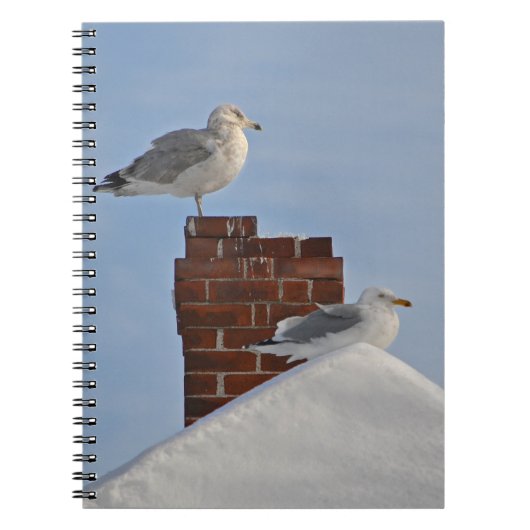 SEAGULLS auf dem DachNotebook Notizblock (Vorderseite)