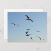 Seagulls fliegen postkarte (Vorne/Hinten)