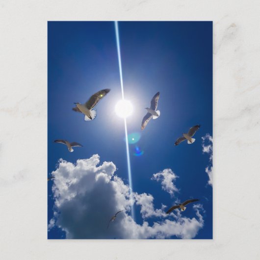 Seagulls Flying Sky Clouds Sun Postkarte (Vorderseite)