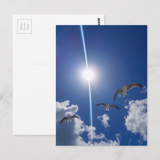Seagulls Flying Sky Clouds Sun Postkarte (Vorne/Hinten)