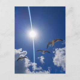 Seagulls Flying Sky Clouds Sun Postkarte
