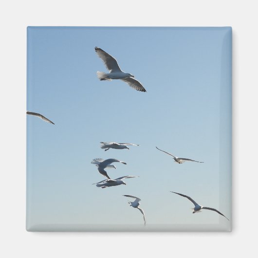 Seagulls Flying Square Magnet (Vorne)
