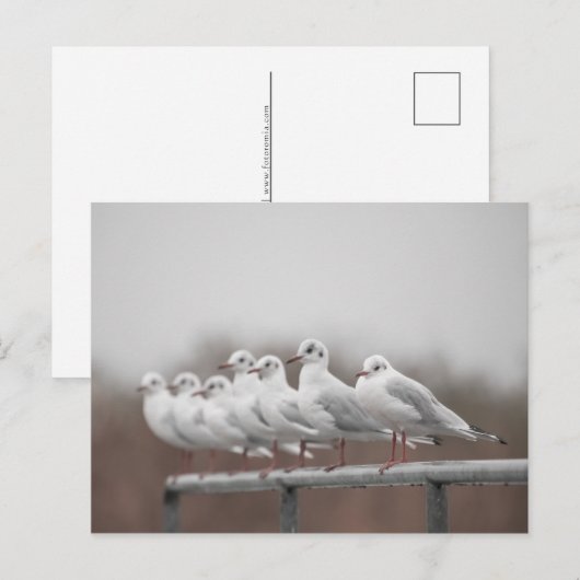 Seagulls-Foto Feiertagspostkarte (Vorne/Hinten)