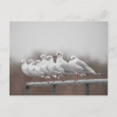 Seagulls-Foto Feiertagspostkarte (Vorderseite)