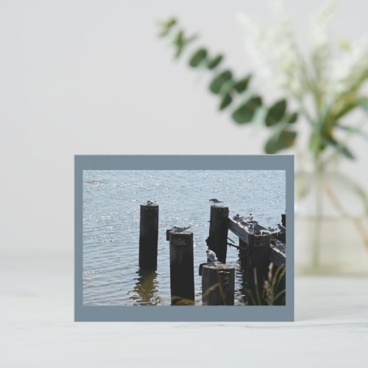 Seagulls Foto Postkarte (Stehend Vorderseite)