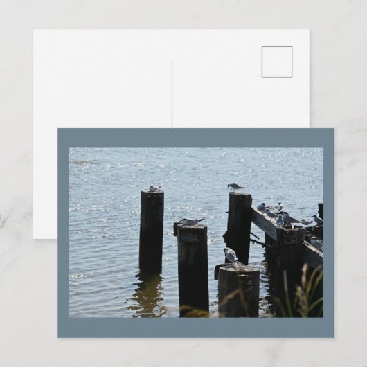 Seagulls Foto Postkarte (Vorne/Hinten)