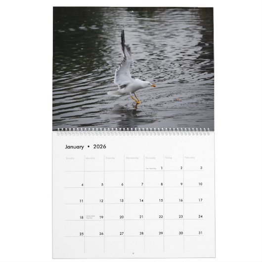 Seagulls Kalender (Jan 2026)