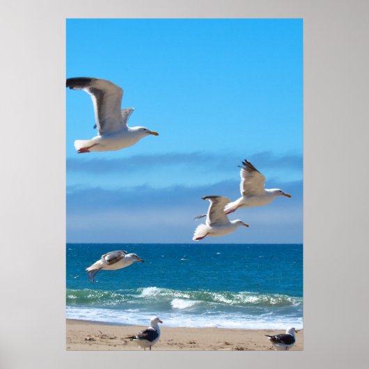 Seagulls mf poster (Vorne)