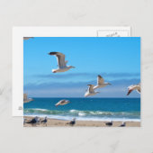 Seagulls mf postkarte (Vorne/Hinten)