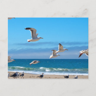 Seagulls mf postkarte