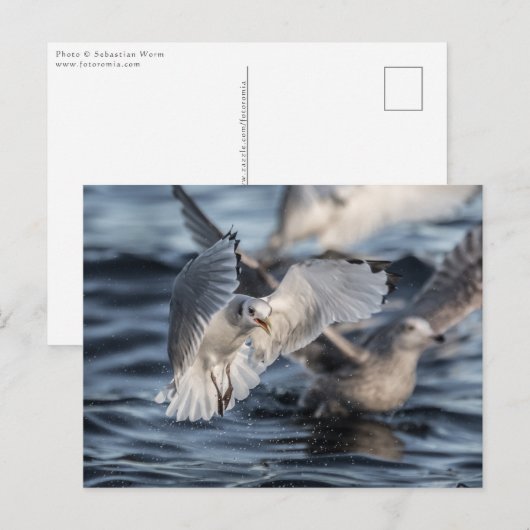 Seagulls Nature Foto Postkarte (Vorne/Hinten)