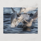 Seagulls Nature Foto Postkarte (Vorderseite)
