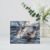 Seagulls Nature Foto Postkarte (Stehend Vorderseite)
