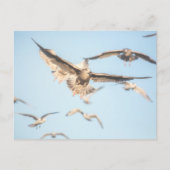 Seagulls Nature Foto Postkarte (Vorderseite)