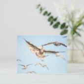 Seagulls Nature Foto Postkarte (Stehend Vorderseite)