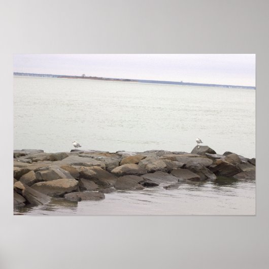 Seagulls on Rocks Poster (Vorne)