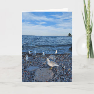 Seagulls on the Beach at Lake Ontario Karte
