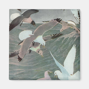 Seagulls Over Ocean Waves von Louis Agassiz Futes Magnet