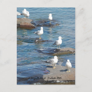 Seagulls Perch, Seagulls Perch Duluth, MN Postkarte