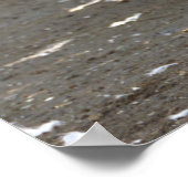 Seagulls Photo Poster (Ecke)