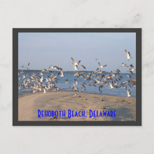 Seagulls Postcard, RehoBeide Strand, Delaware Postkarte