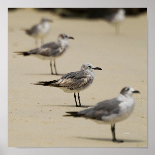 Seagulls Poster (Vorne)