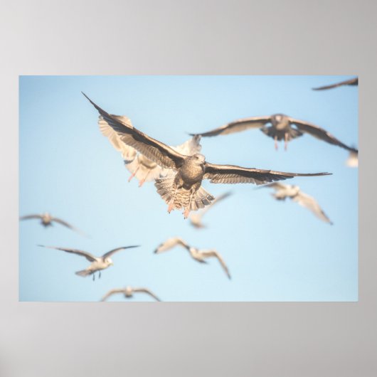 Seagulls Poster (Vorne)