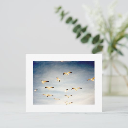 Seagulls Postkarte (Stehend Vorderseite)
