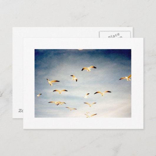 Seagulls Postkarte (Vorne/Hinten)