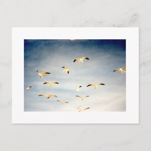 Seagulls Postkarte (Vorderseite)