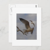 Seagulls Postkarte (Vorne/Hinten)