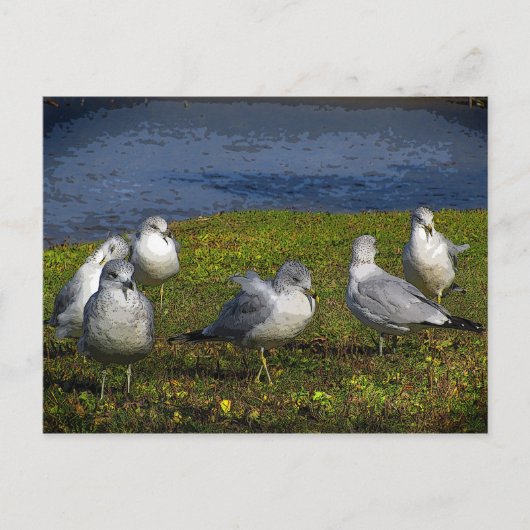 Seagulls Postkarte (Vorderseite)