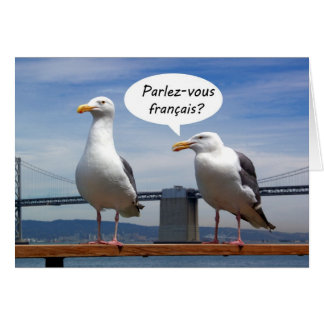 Seagulls sprechen Französisch