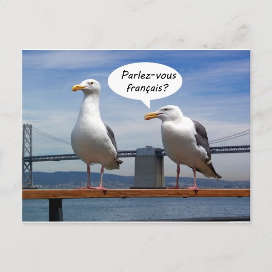 Seagulls sprechen Französisch Postkarte (Vorderseite)