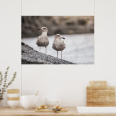 Seagulls Wildlife Foto Poster (Küche)
