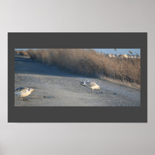 Seaguls auf dem Poster "Wildlife Drive"