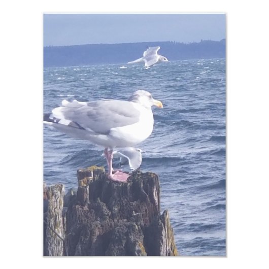 Seaguls in Port Townsend Fotodruck (Vorne)