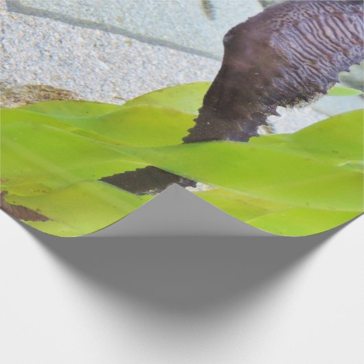 Seahorse-Geschenkpackung Geschenkpapier (Ecke)