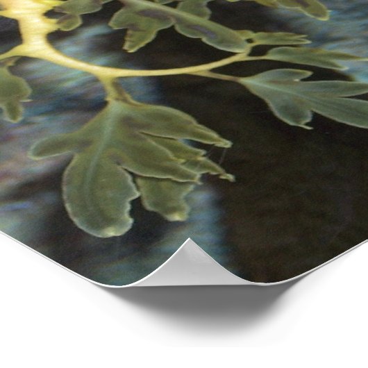 Seahorse Poster (Ecke)