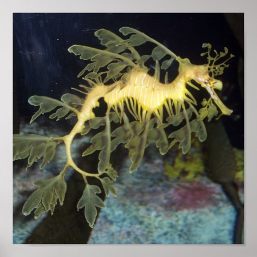 Seahorse Poster (Vorne)