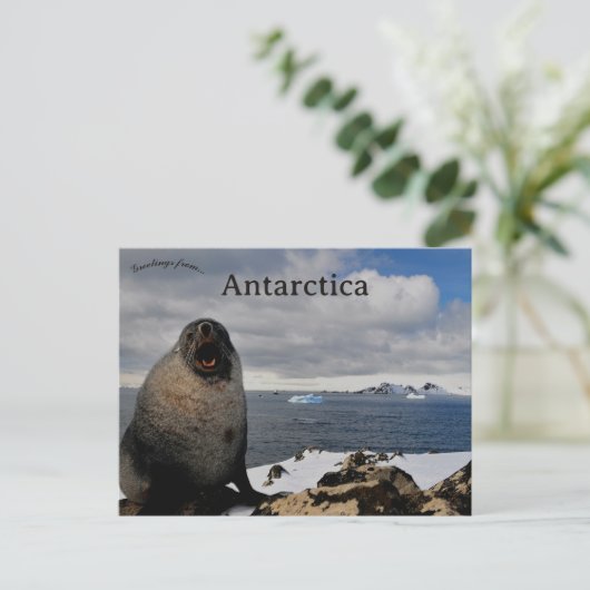 Seal in Cape Shirreff Livingston Island Antarctica Postkarte (Stehend Vorderseite)