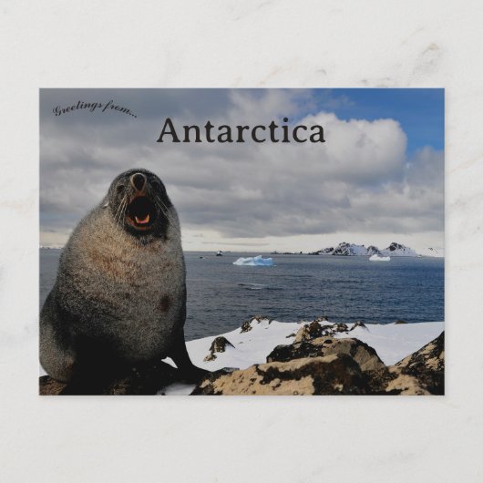Seal in Cape Shirreff Livingston Island Antarctica Postkarte (Vorderseite)