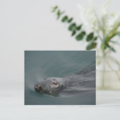 Seal, Stornoway Harbour, Outer Hebrides Postkarte (Stehend Vorderseite)